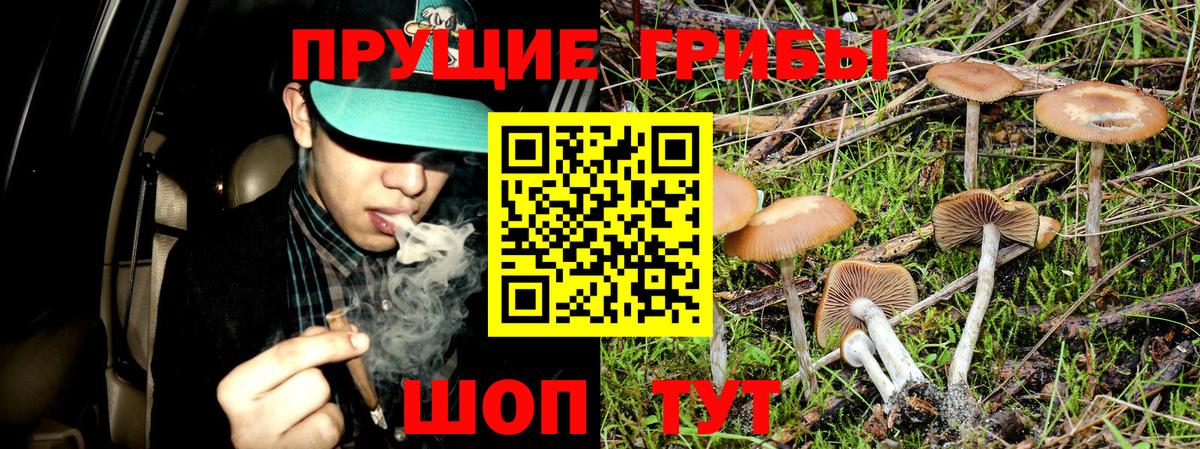 Псилоцибиновые грибы Psilocybine cubensis Таганрог